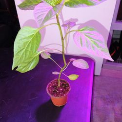 Organic Sweet Pepper Plant