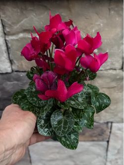 Cyclamen plant