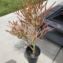 Firestick Plant 
