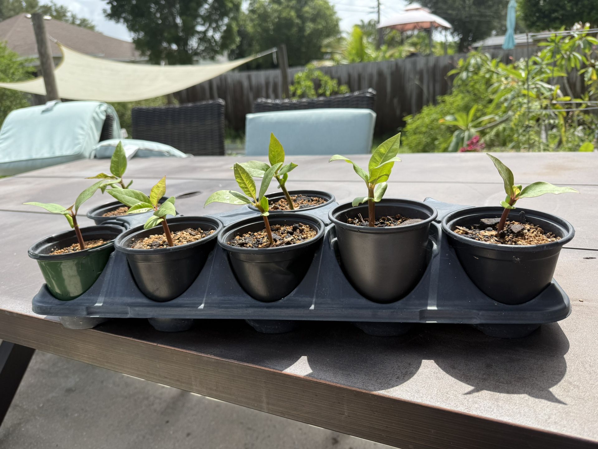 Plumeria Seedlings