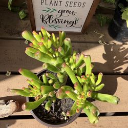Shrek ear succulent