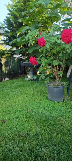 Hermoso para El jardin