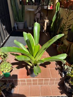 Large Variegated Green Bromeliad Plant