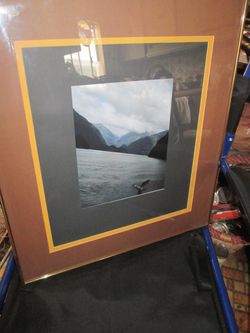 Original Photo of Flying Dolphin