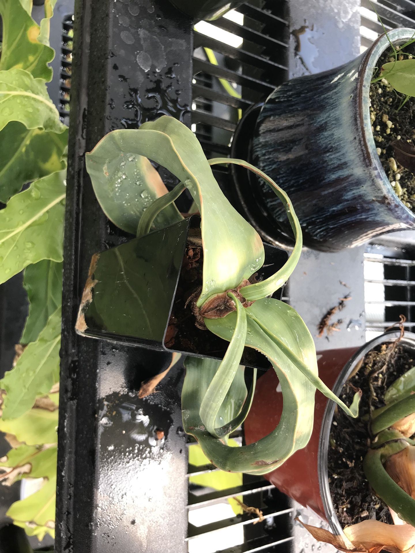 Extremely rare plant - Welwitschia mirabilis