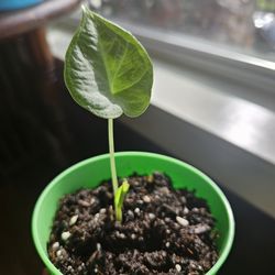 Alocasia Regal Shield