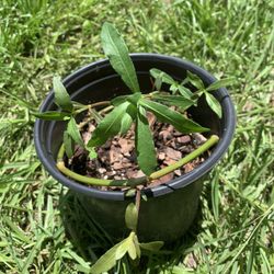 Malancha/ Hachi Shak Plant (1 Gallon Pot)