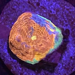 Rainbow Chalice Coral