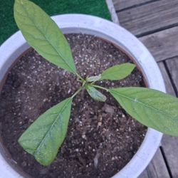 young avocado plant, 