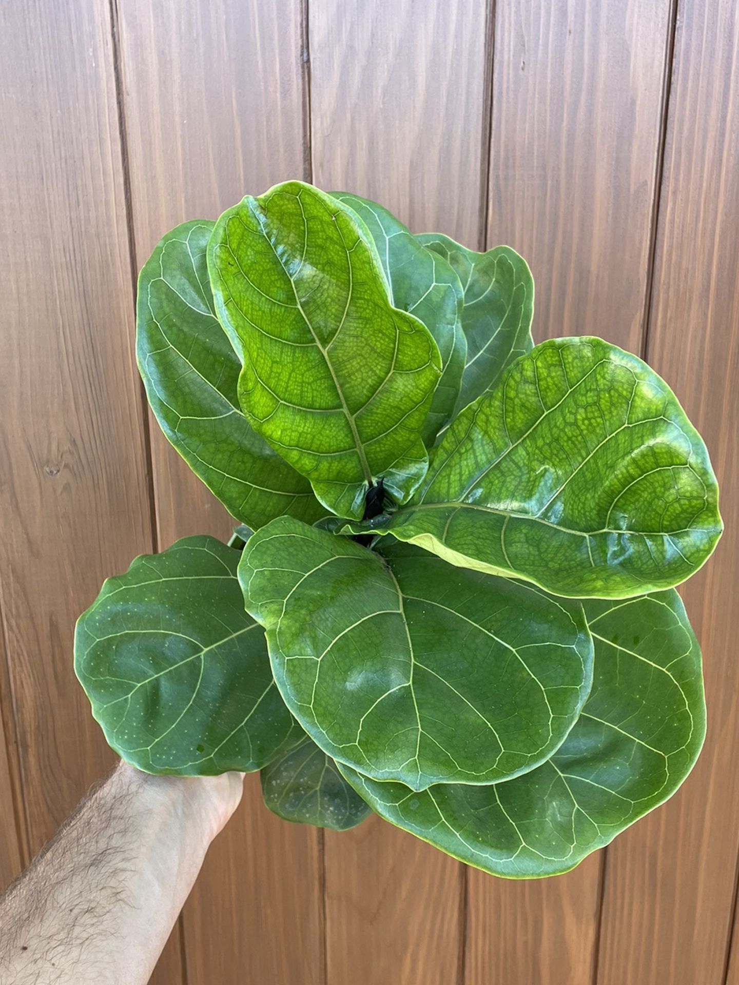 Ficus Lyrata Fiddle Leaf Fig House Plant