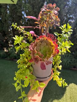 Beautiful plants