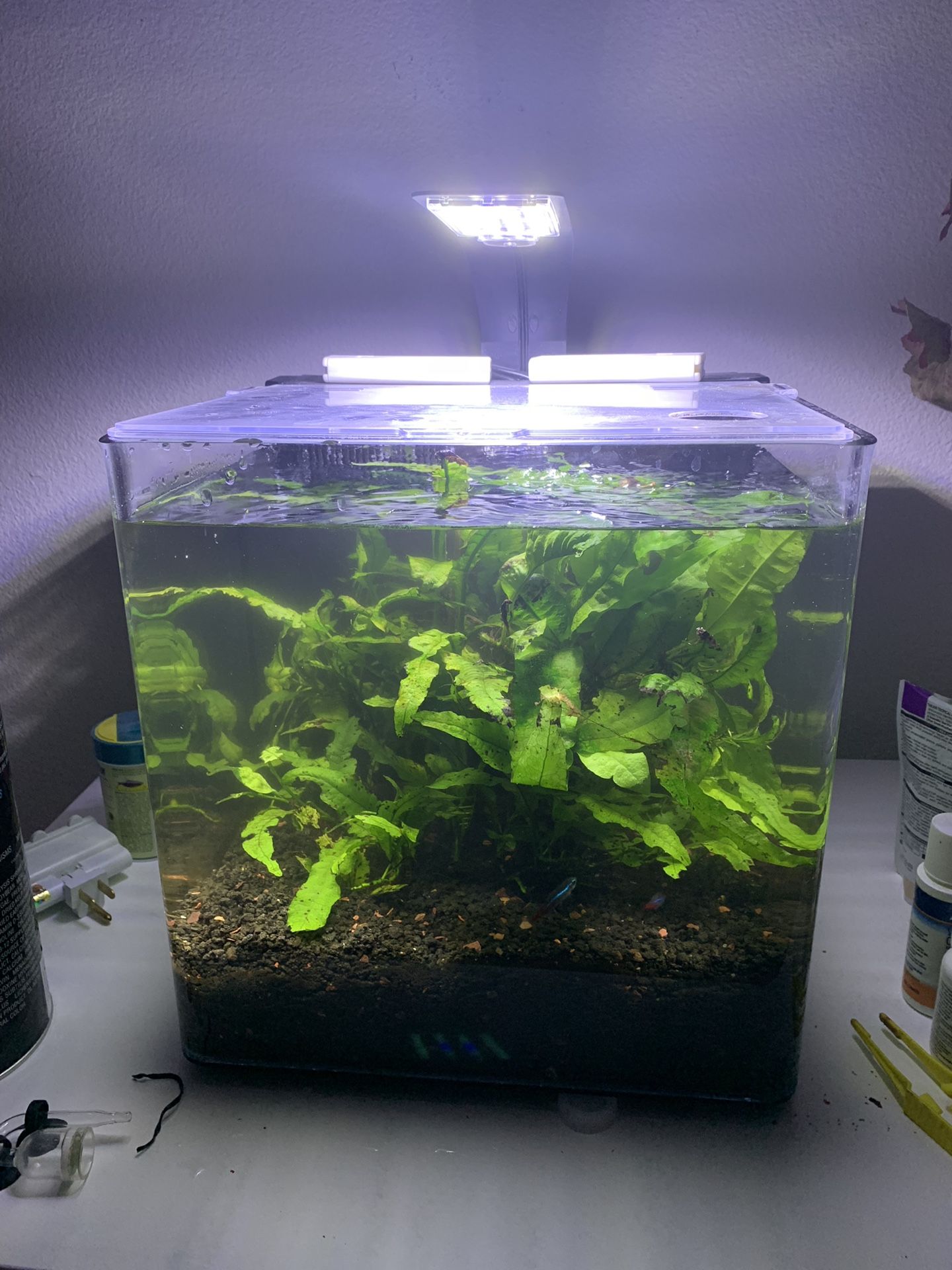 Aqueon Evolve 8 Gallon aquarium fish tank
