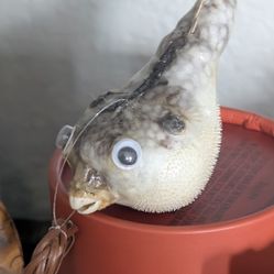 Pufferfish