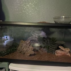 Reptile Tanks 