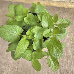 🌿Lemon Balm  (Outdoor Plant)💚