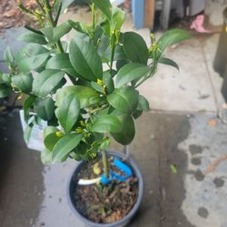 Calamansi CALAMANSI PLANTS