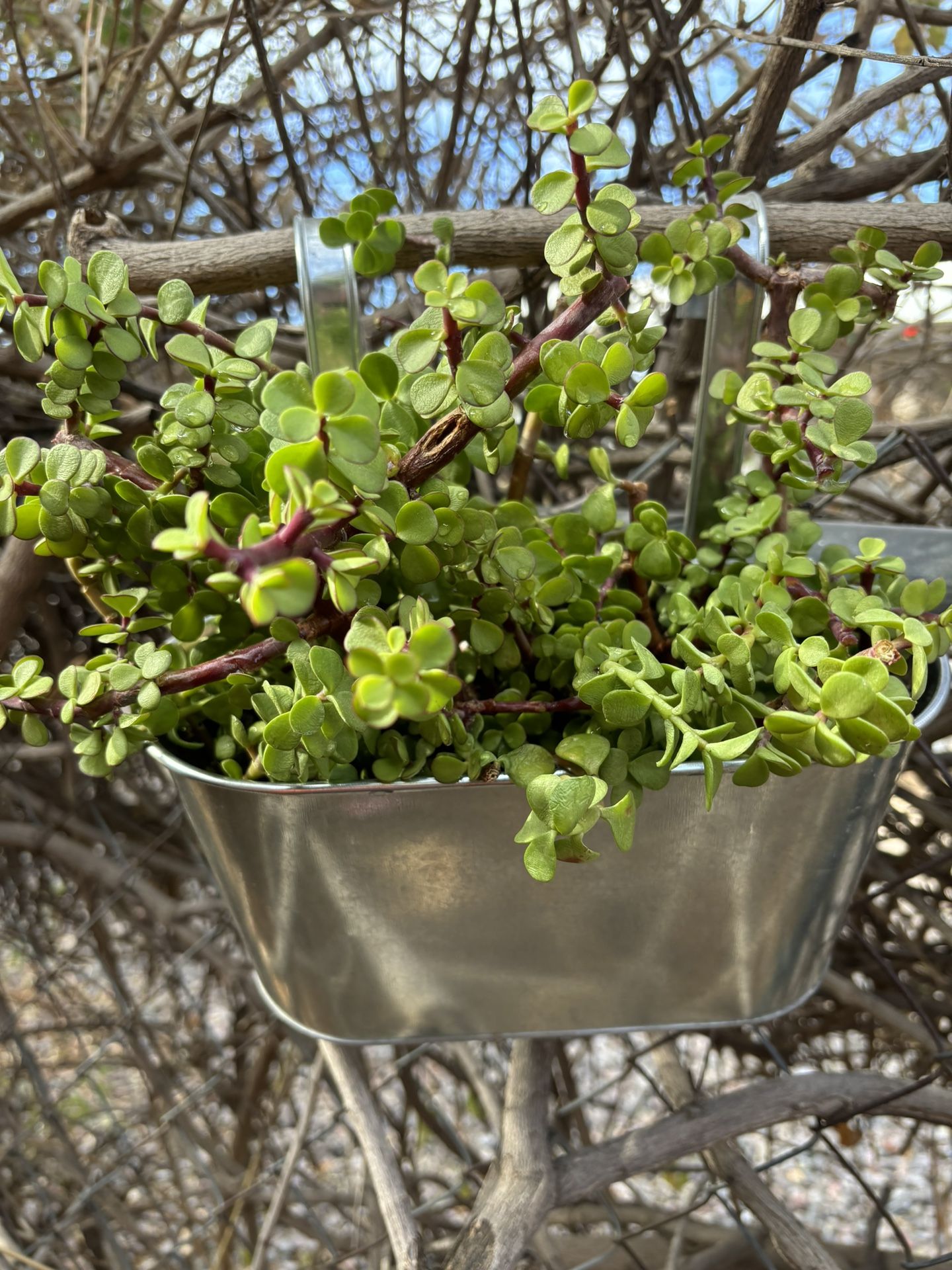 Silver Hanger With Elephant Food