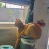 sam