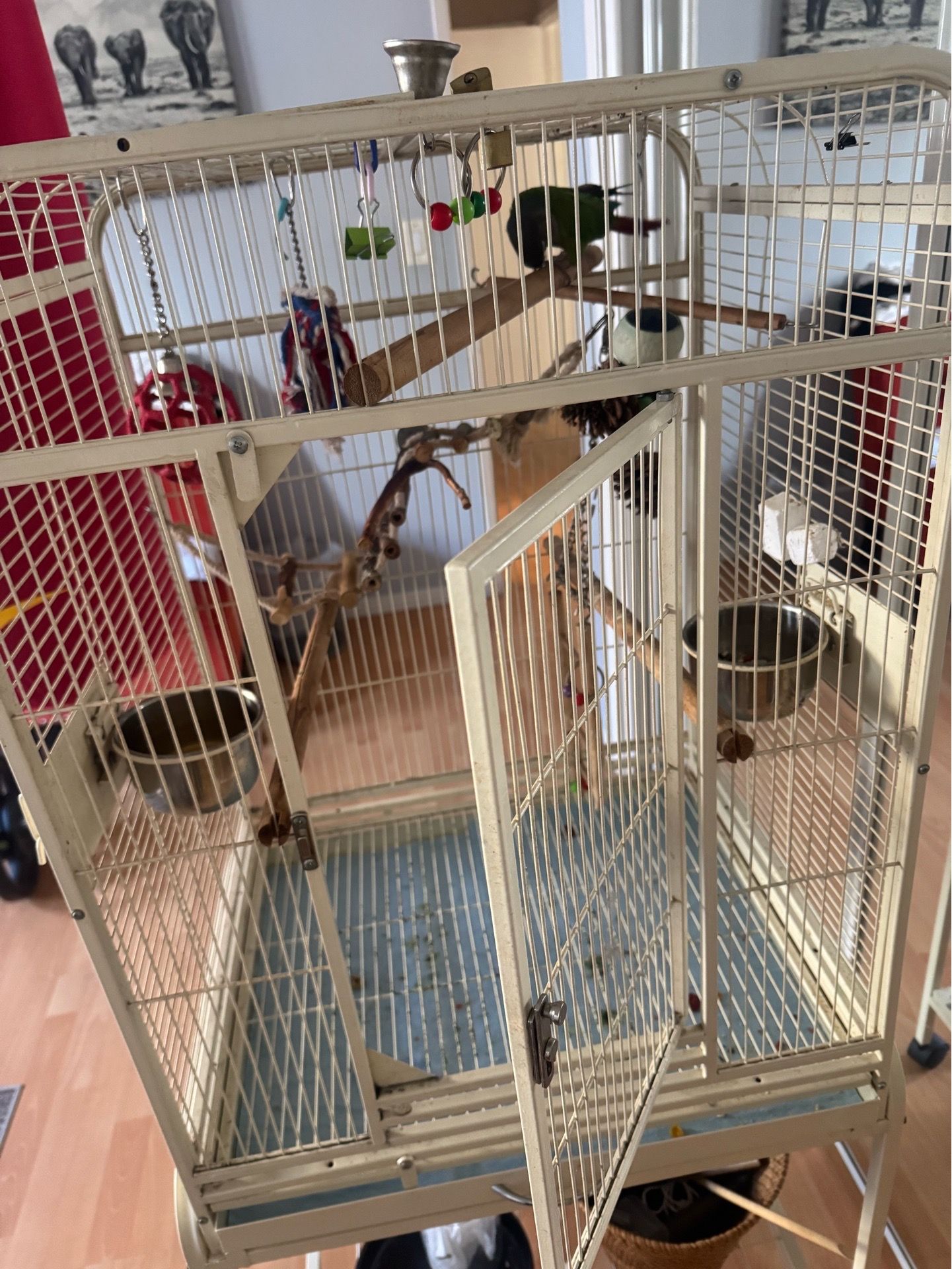 Parrot