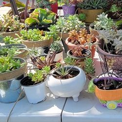 Different Succulents For Sale