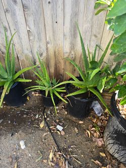 Aloe Vera