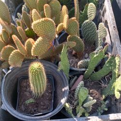 Cactus 🌵 Ornamental $5 Each 