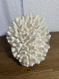 CORAL NATURAL & HUGE