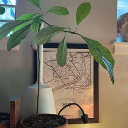 Avocado Plant 2-3 Feet Tall In 8 In Ceramic Pot