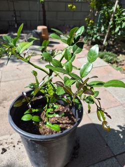 Kaffir Lime Tree