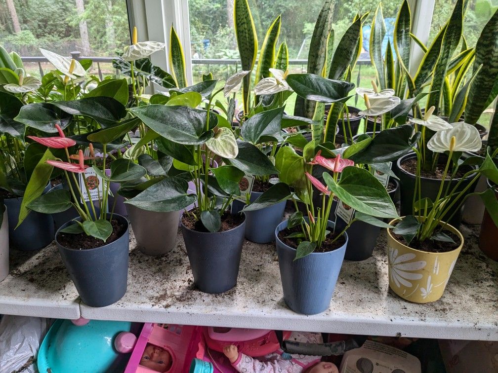 Anthurium plant (only Pink and and white)