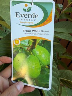 Guava tree