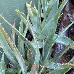 Succulents, Shrubs, Plants