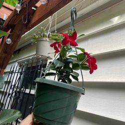Dipladenia in 8” hanging pot; 95820