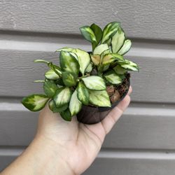 4” Variegated Hoya Heuschkeliana