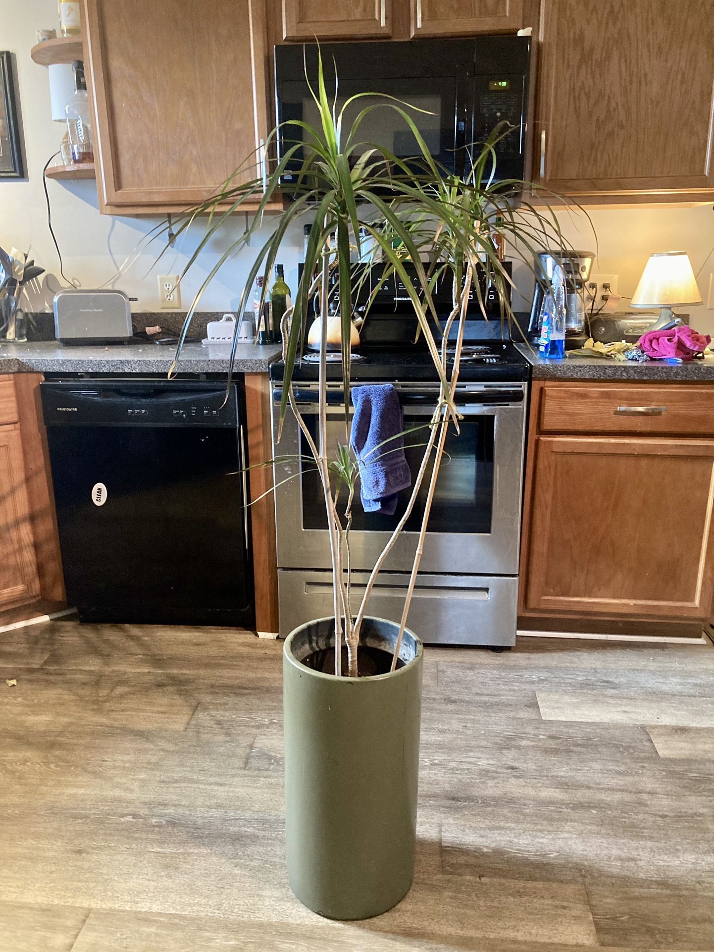 3 Headed Palm Tree