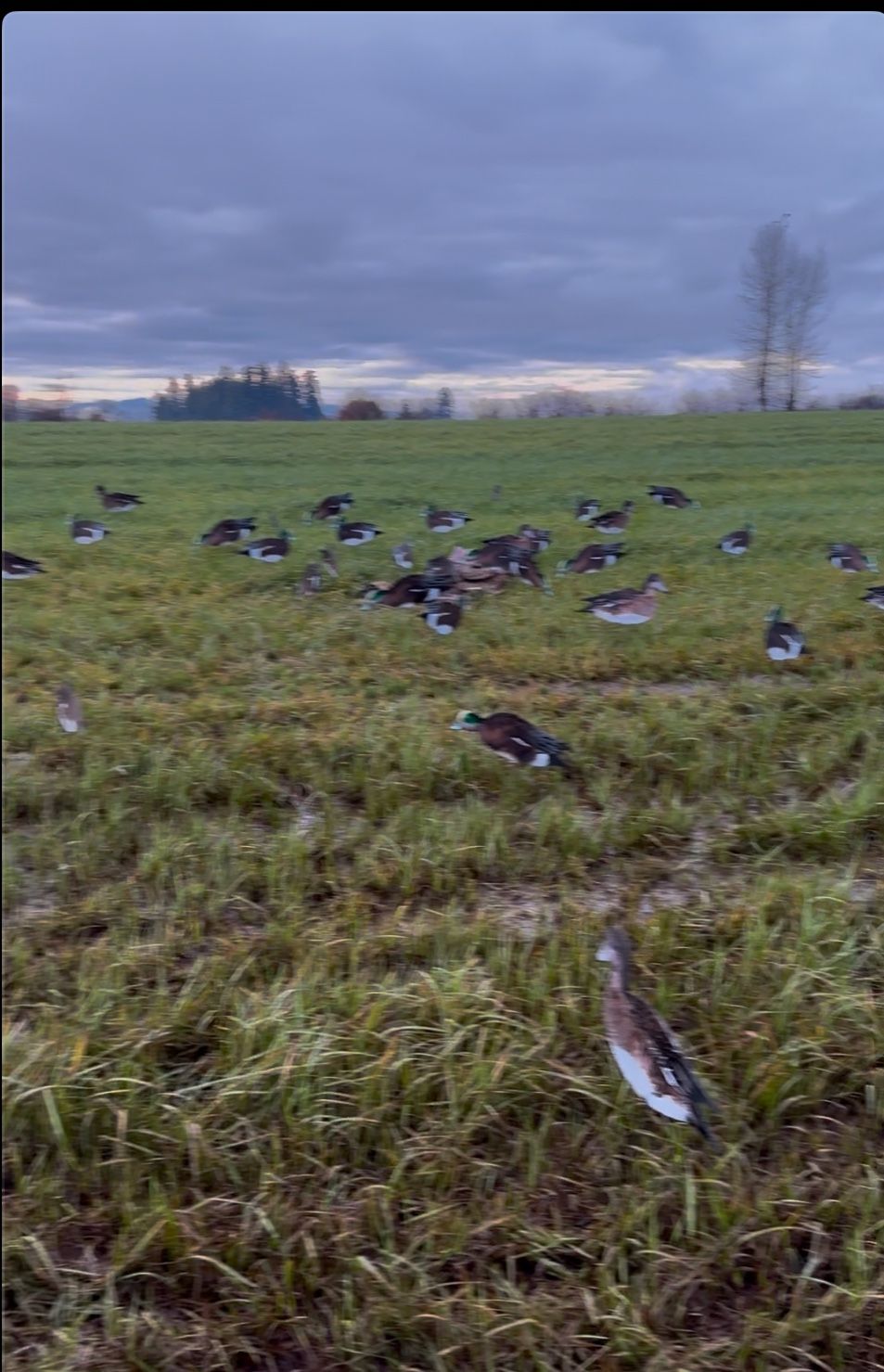 5 Dozen Widgeon Sillohuettes