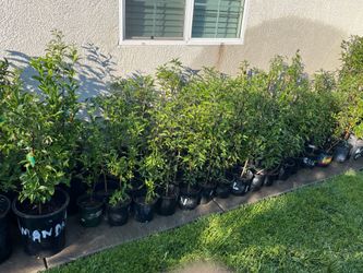 Plantas de chile picoso