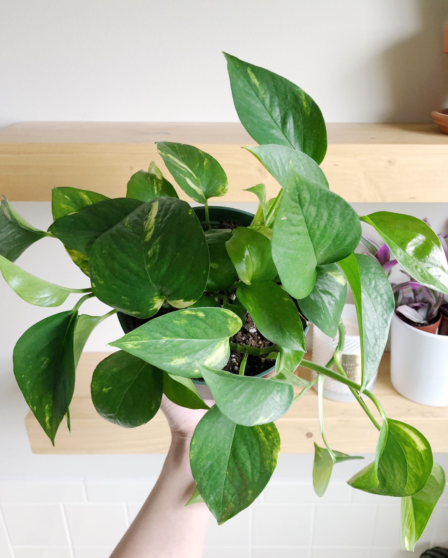 Houseplant - Golden Pothos