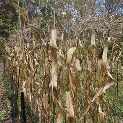 Corn Stalks (Halloween Decorations)