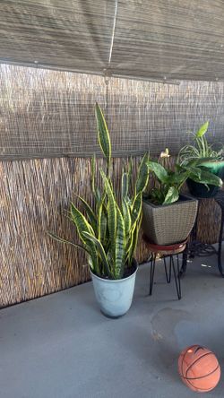 Large snake plant 🌱