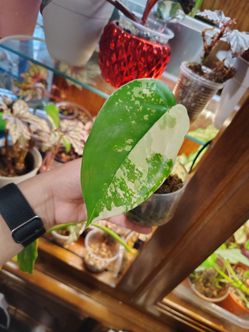 Syngonium Chiapense Albo