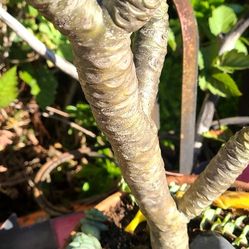 Hawaiian Plumaria, Kahili Ginger Hawaiian Air Plant, Tropical Plants