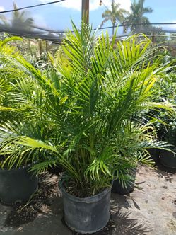 Cat Palm. tree $45