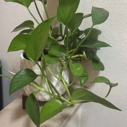 Live Plant With Planter