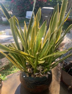 Snake Plant