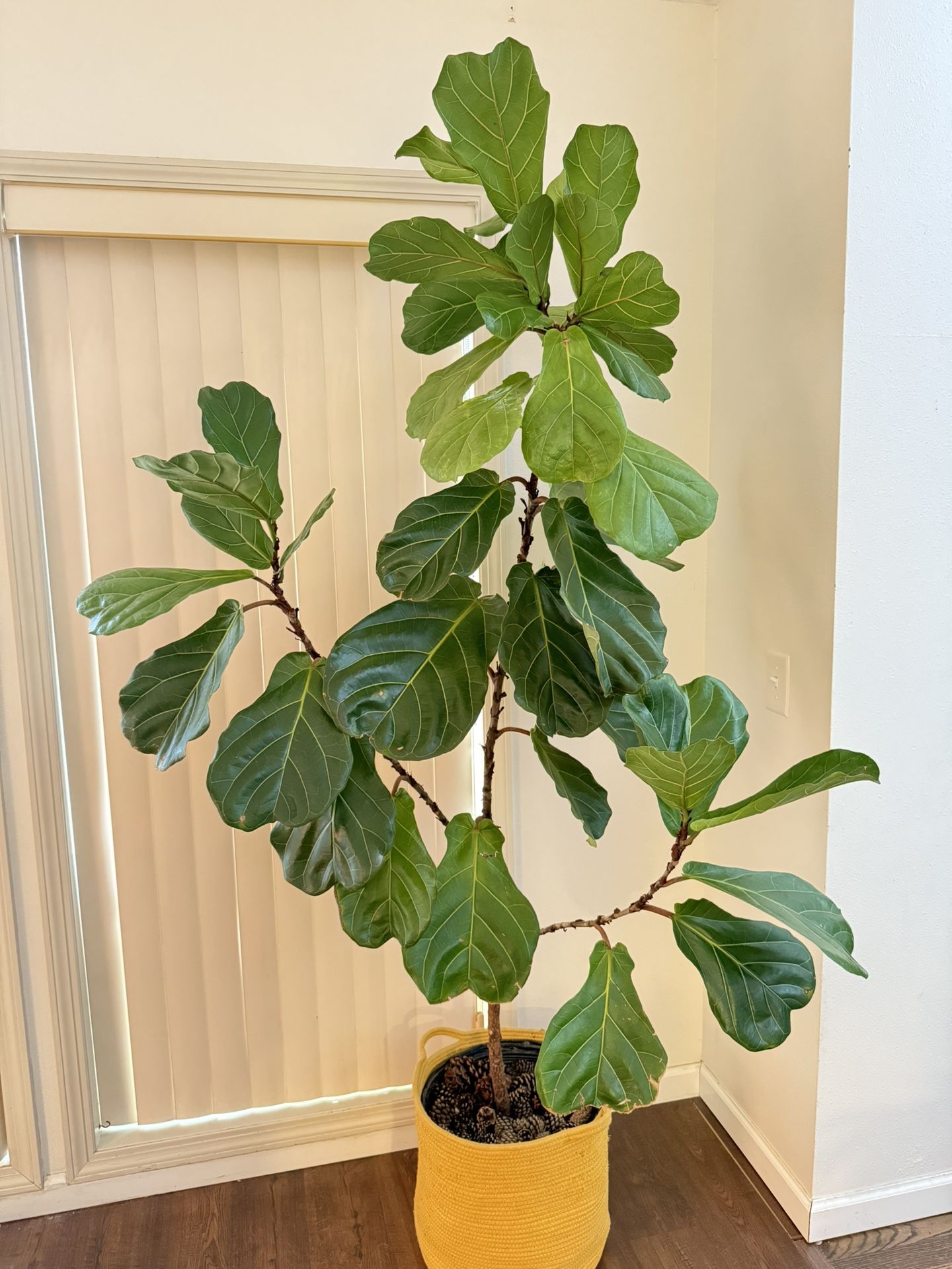 Indoor Houseplant Fiddle Leaf Fig Tree 6ft Tall