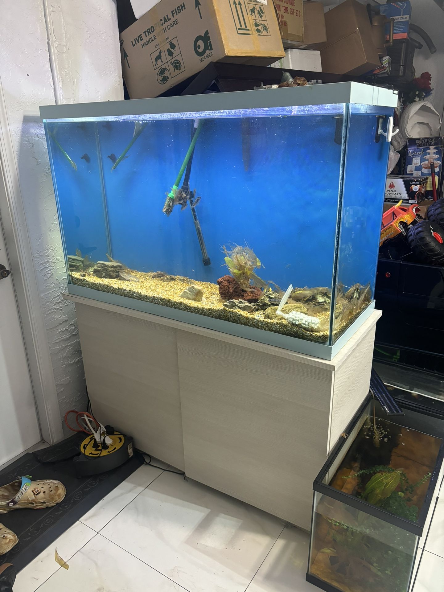 100 Gallon Fish Tank