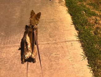 Dog Walker In Vegas!
