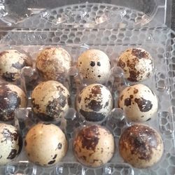 Quail Eggs