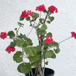 Geranium Flower Plant Vine Style Red